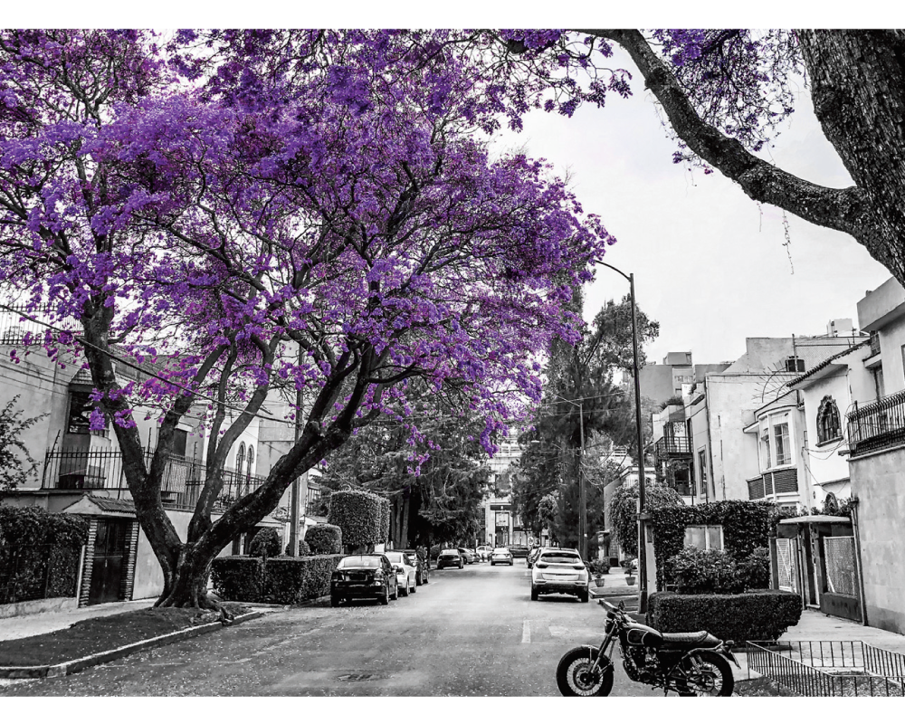 Viva México Jacarandas, Ciudad de México Rompecabezas 1000 Piezas Anatolian