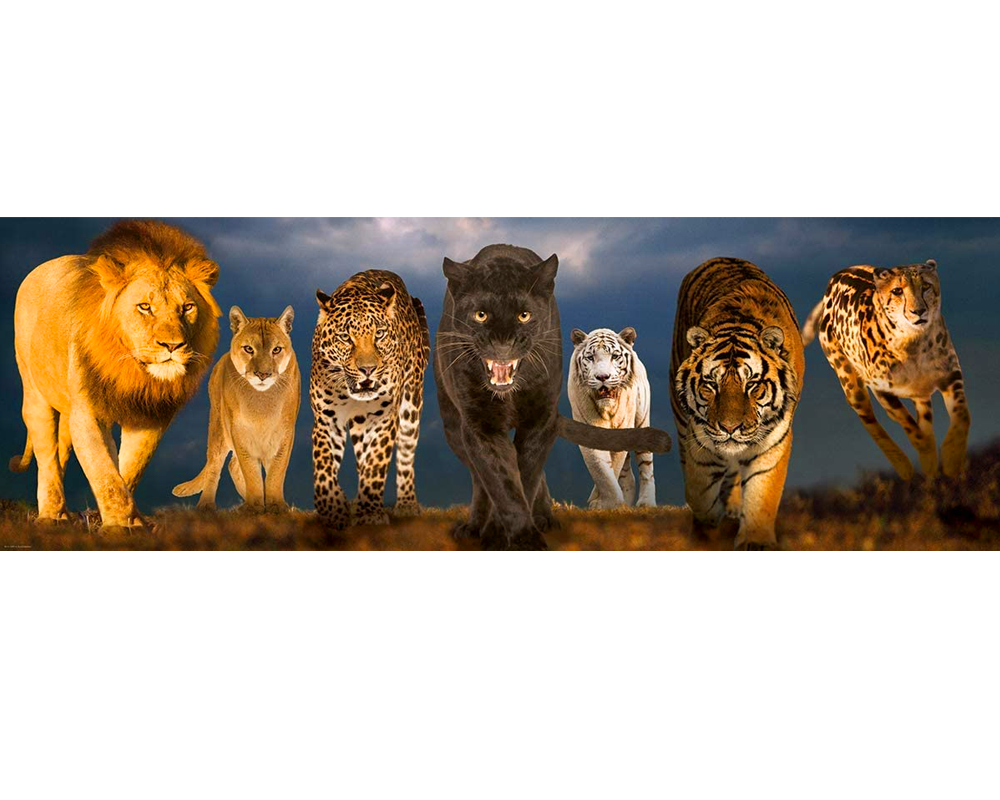 Grandes Felinos: Rompecabezas 1000 Piezas Eurographics