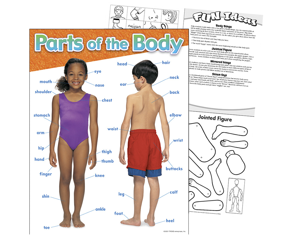 Láminas Educativas Partes Del Cuerpo en Inglés Trend