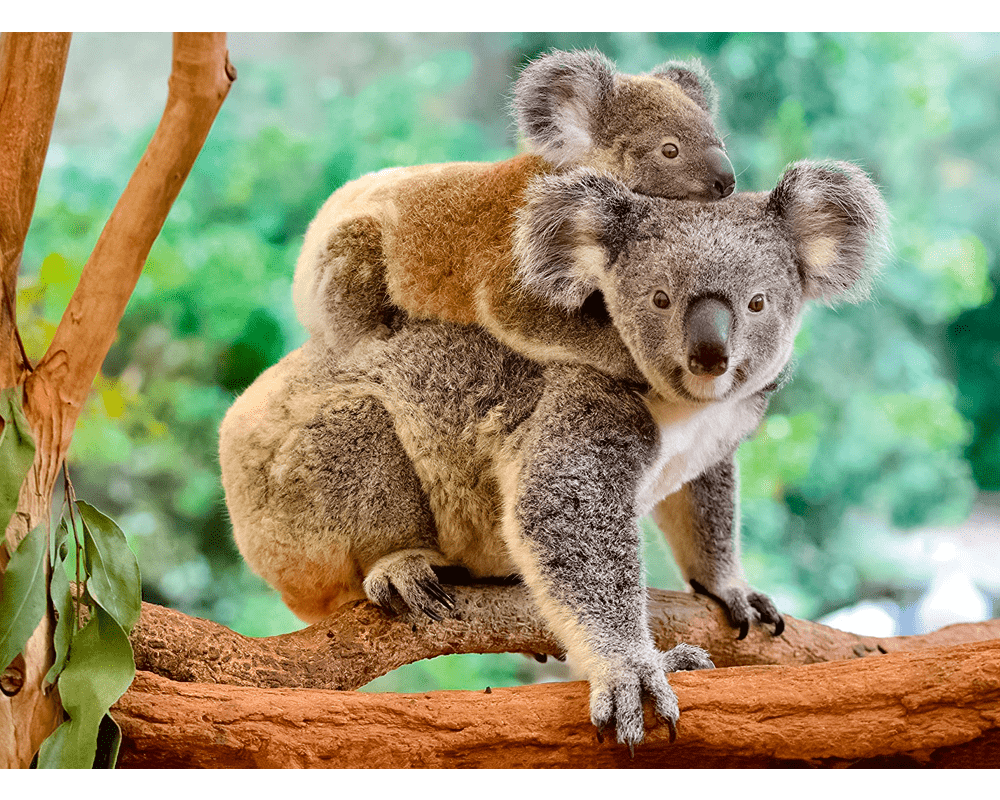 Koalas Amorosos: Rompecabezas 200 Piezas XXL Ravensburger