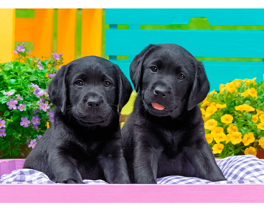 Cachorros Tiernos: Rompecabezas 300 Piezas XXL Ravensburger