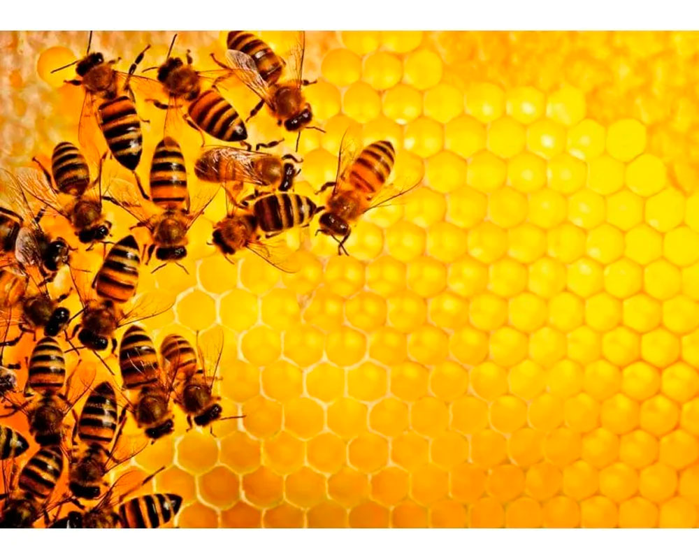 Challenge Abejas Rompecabezas 1000 Piezas Ravnsburger