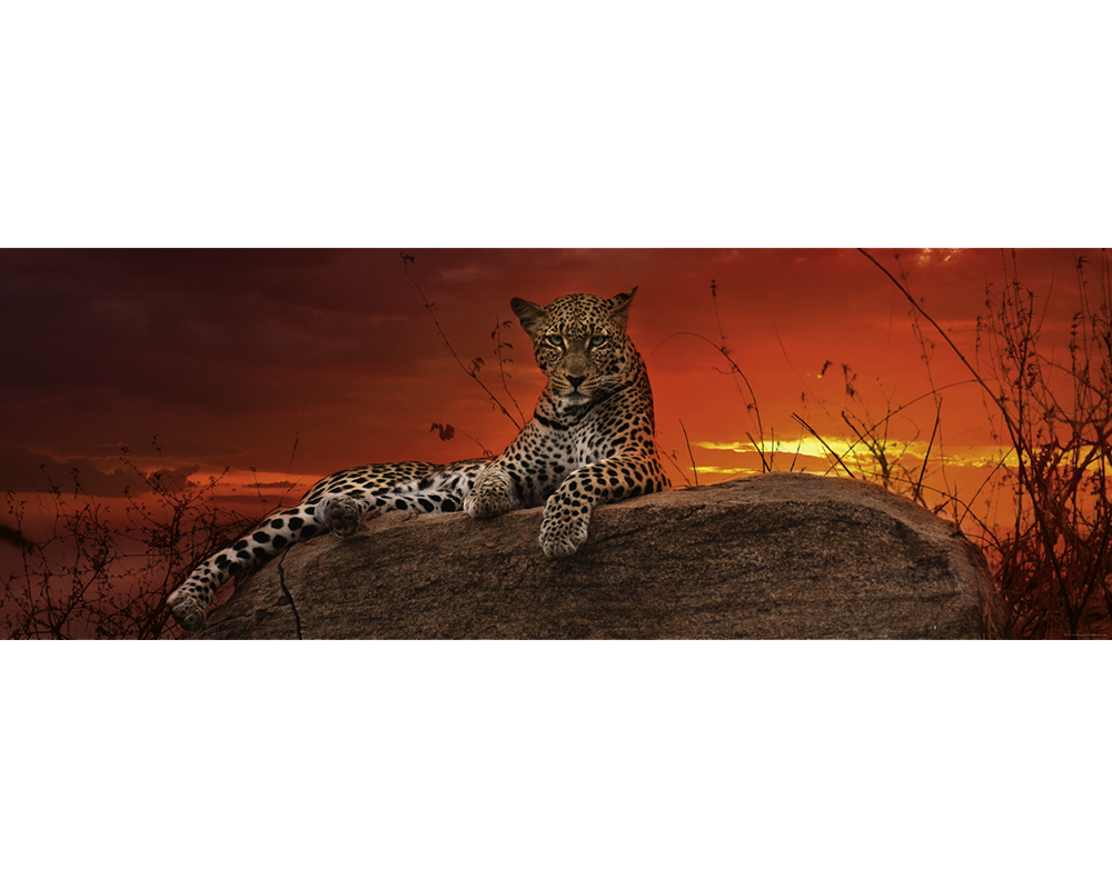 Alexandre Von Humboldt - Leopardo al Atardecer:  Rompecabezas 2000 Piezas Panorámico Heye