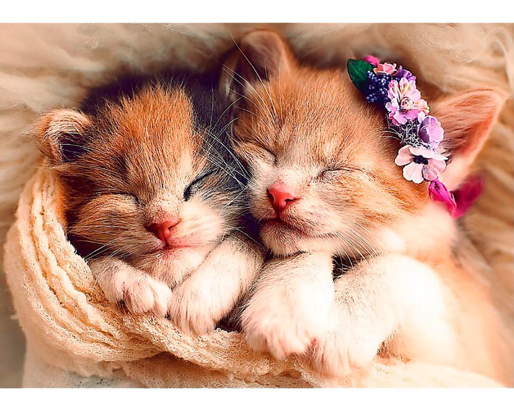 Gatitos Durmiendo: Rompecabezas 500 Piezas Trefl