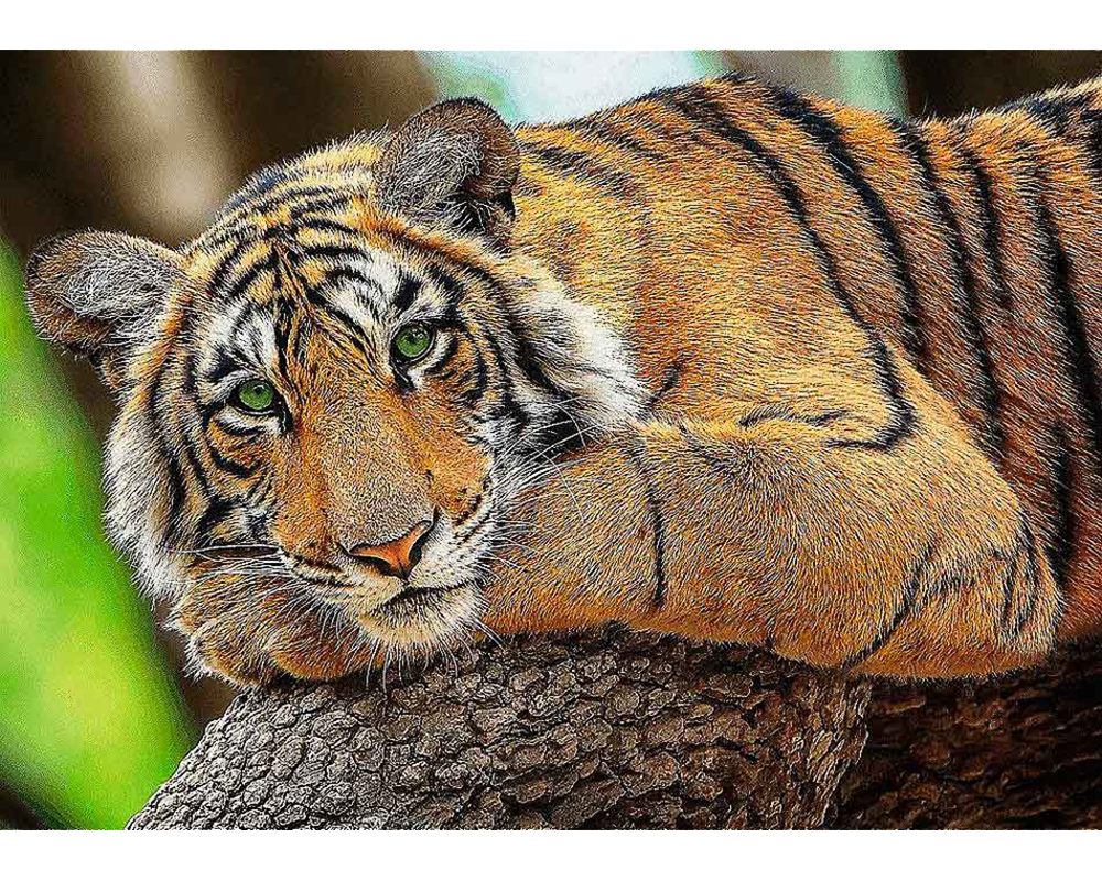 Retrato de Tigre: Rompecabezas 500 Piezas Trefl