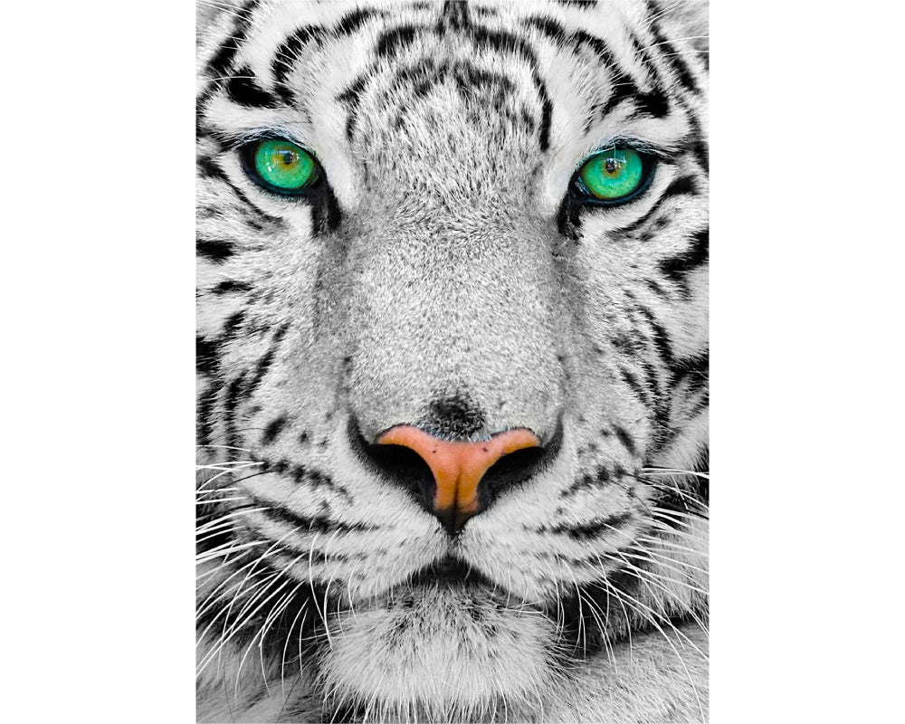 Puzzle en store blanco tiger