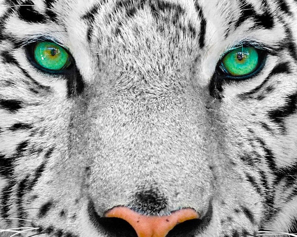 Tigre Blanco Siberiano: Rompecabezas 1000 Piezas Enjoy Puzzle