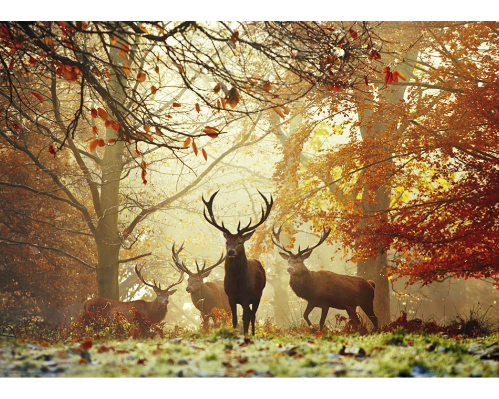 Alex Saberi: Bosque Mágico Rompecabezas 1000 Piezas Marca Heye
