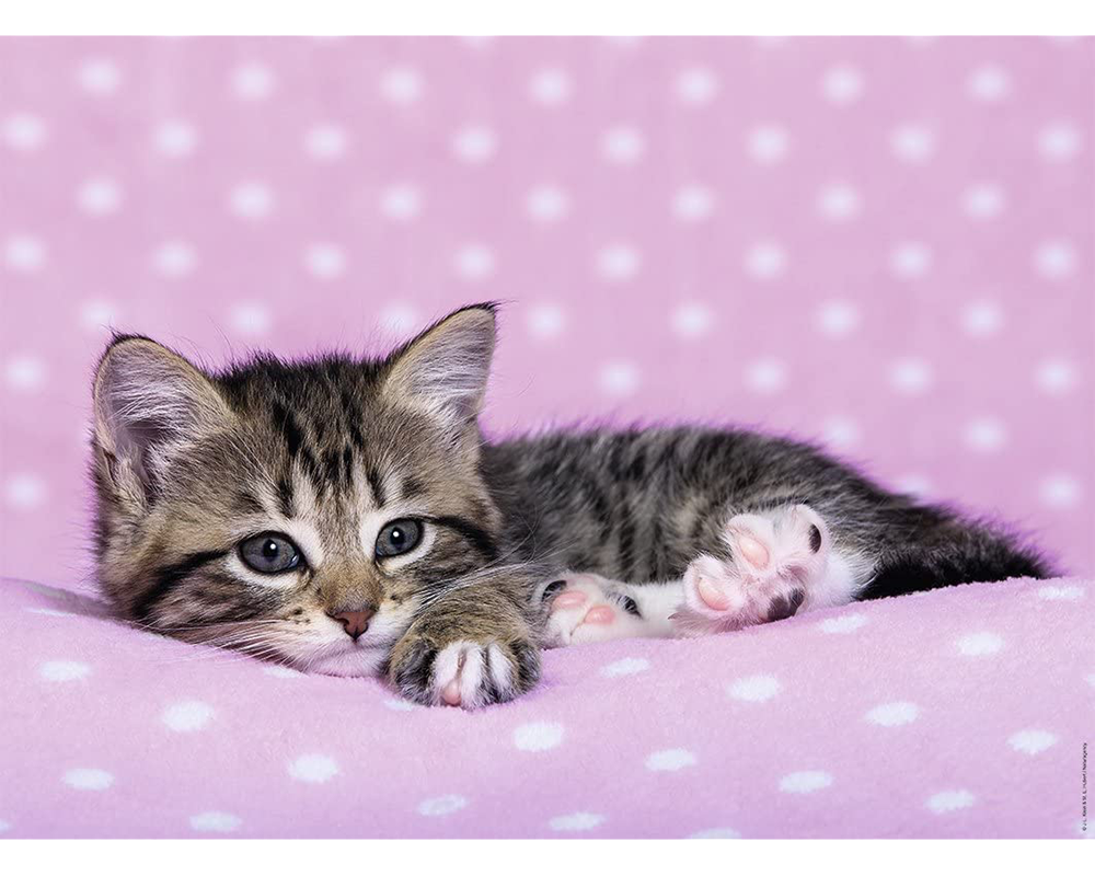 Siesta del Gatito: Rompecabezas 200 Piezas XXL